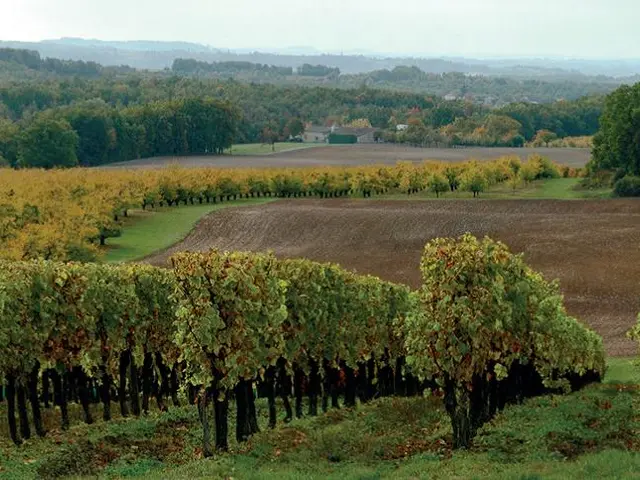 vignes-st-perdoux.jpg