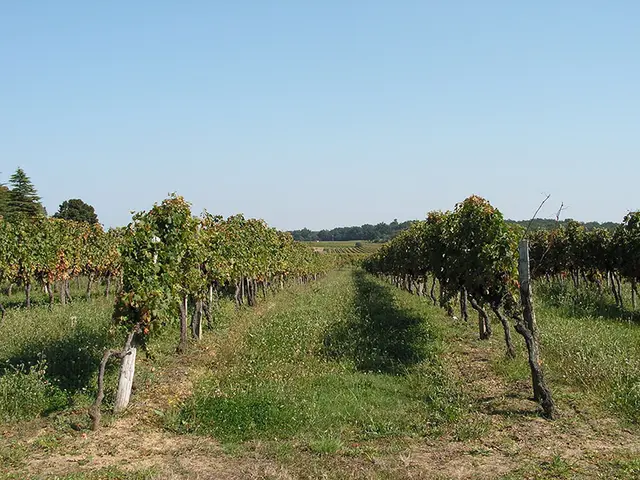 nastringues-vignes.JPG