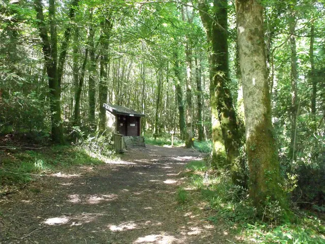 sentier-Job-le-bucheron-2012-Beffou--G.-Leroi--2-.JPG
