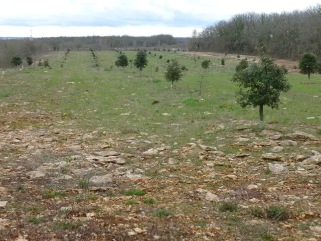 truffières vignasse.JPG