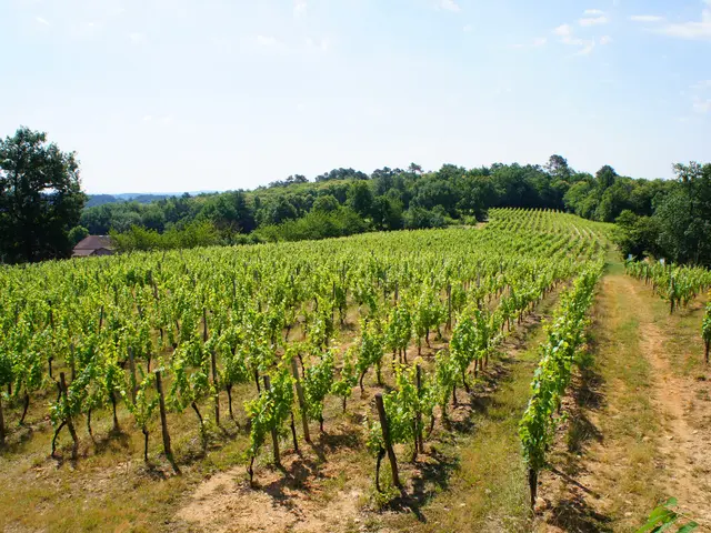 Vignoble du Château des Ardailloux - Soturac © Lot Tourisme J. Van Severen 140625-112751(1).jpg
