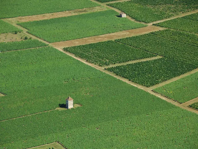 Vue aérienne de vignes de Anglars-Juillac--Lot Tourisme-ECAV aviation-Michel Bernard.jpg
