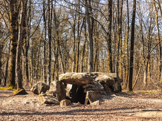 Allee-couverte-de-La-Roche-aux-Fees---Foret-du-Mesnil---Tresse-Simon-Bourcier-6881.JPG
