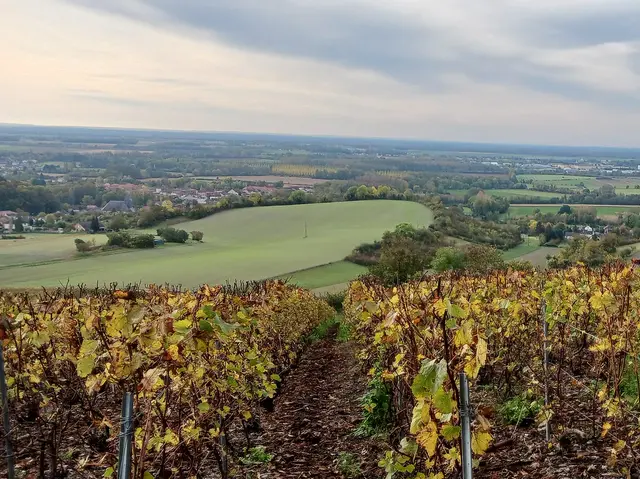 vignoble-vitry-en-perthois-automne.jpg