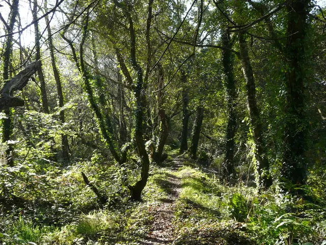 boisement-Tro-Lann-droen.JPG