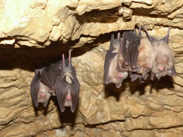 Rhinolophe-grotte.png