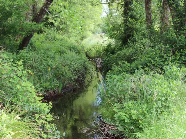 La-foret-galerie-V2-2.JPG