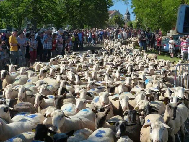 4 - transhumance - Espédaillac © PNRCQ.jpg