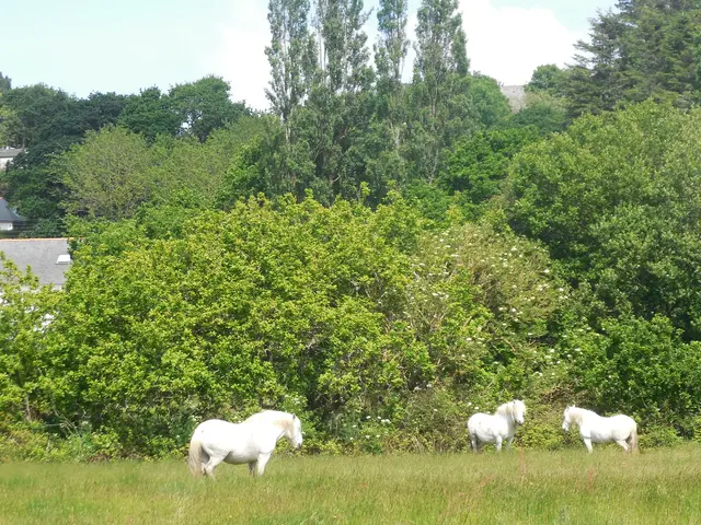Chevaux-marais-Trestel.JPG