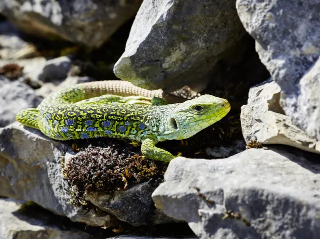 Lézard ocellé © Nelly Blaya-Département du Lot.jpg