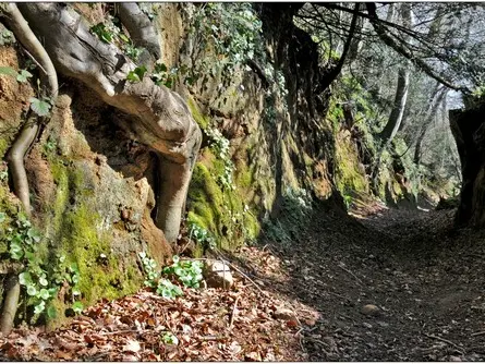 chemin-creux-Plouaret--Christian-Roche-Declic-Armor.jpg
