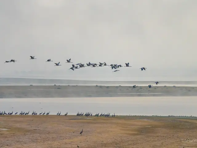 grues-cendrées-4runners.jpg