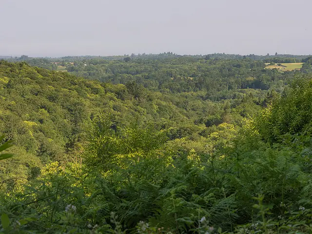 RAZES-Point-de-vue-Tour-Bourg--CBC.jpg