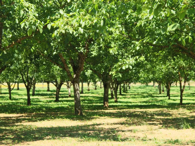 Noyeraie - StMichel de B. Noyeraies à Balager, vers Condat©M.Légeron.jpg