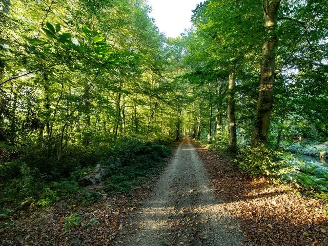 -yLangevin---Foret-du-Mesnil.jpg