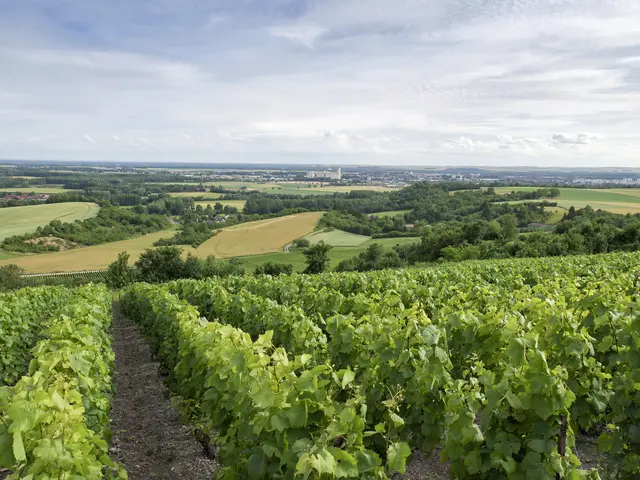 Vignoble Coteaux Vitryats- Mont-de-Fourche ©Noel Sellier - collection OT Lac du Der.jpg