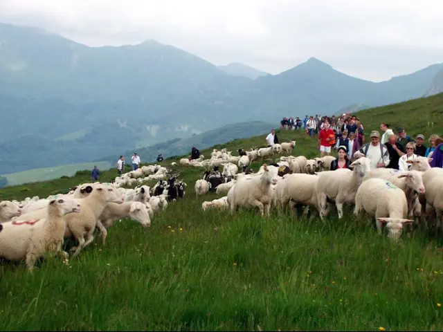 5- arrivée de la transhumance au Lioran © PNRCQ.JPG