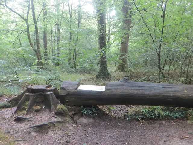 -SMBMSM---Panneau-Le-bucheron.JPG