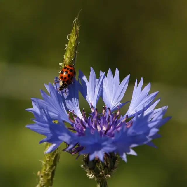 Bleuet & Coccinelle - hégéreuse -(c) Houbart - web.JPG