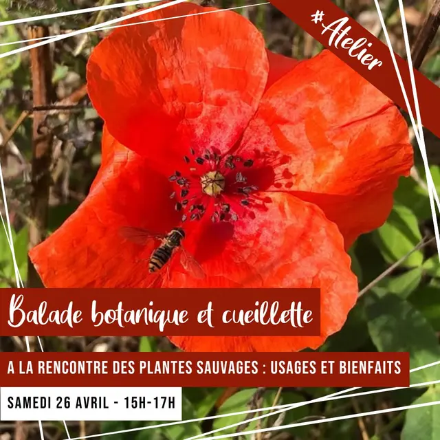 Atelier+cueillette+avril2025.jpg
