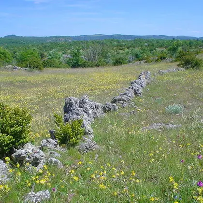 Floraison printanières sur le Larzac ©otlv.jpg