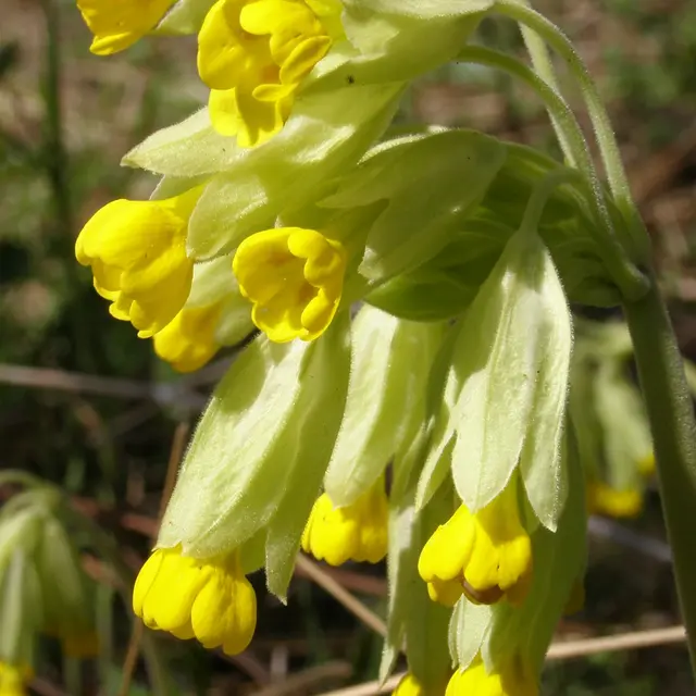 primevère officinale  (c) Houbart.JPG