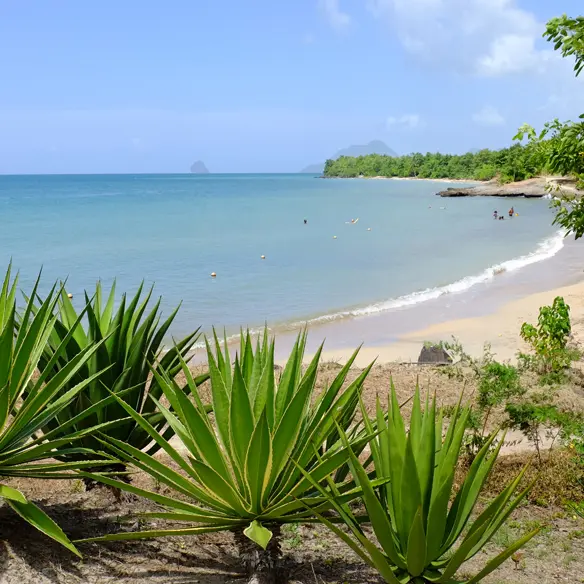 PLA SL PON CAF 1.jpg