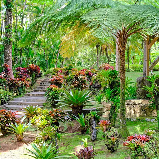 jardindebalata7-fortdefrance-martinique.jpg