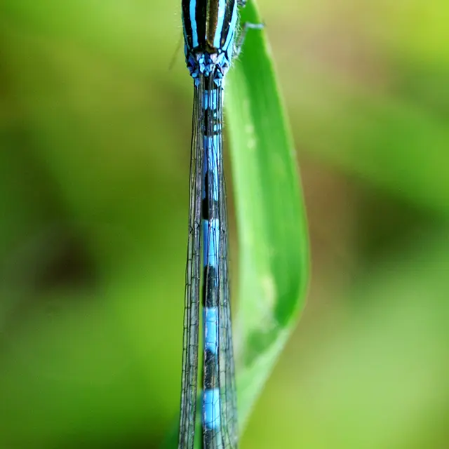 Libellule coenagrion mercuriale © D. Villate Département du Lot.jpg