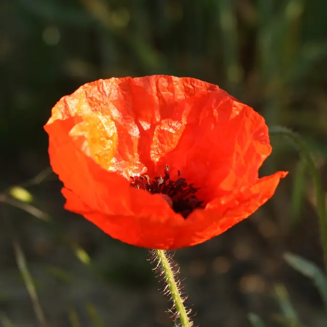 coquelicot web.JPG