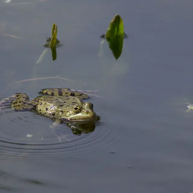 Grenouille sur le lac  © C. Novello.jpg