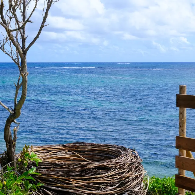 trace des caps 3 - nid de cap chevalier.jpg