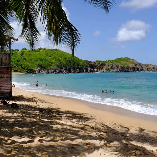 PLA TRI ALE 1 copie.jpg