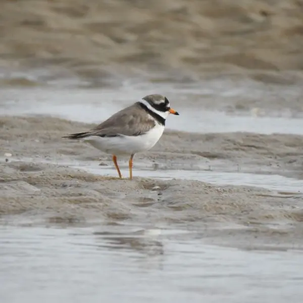 800x600_photo-8-oiseaux-de-nos-plages-1000x750-2389.jpg