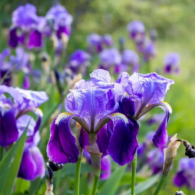 Iris  © C. Novello.jpg
