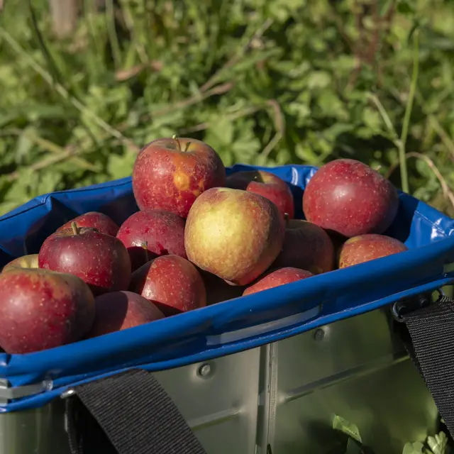 le-verger-de-mon-voisin_05_Matthieu Chanel.Gab56.jpg