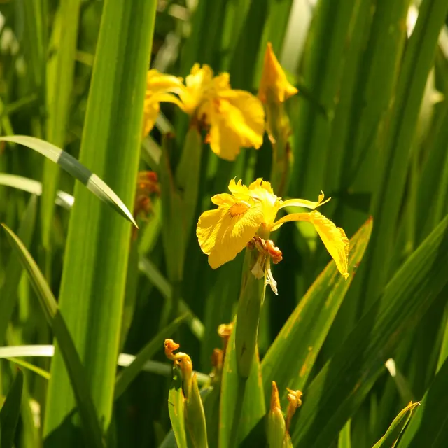 iris faux-acore prés brion web (c) Houbart.JPG