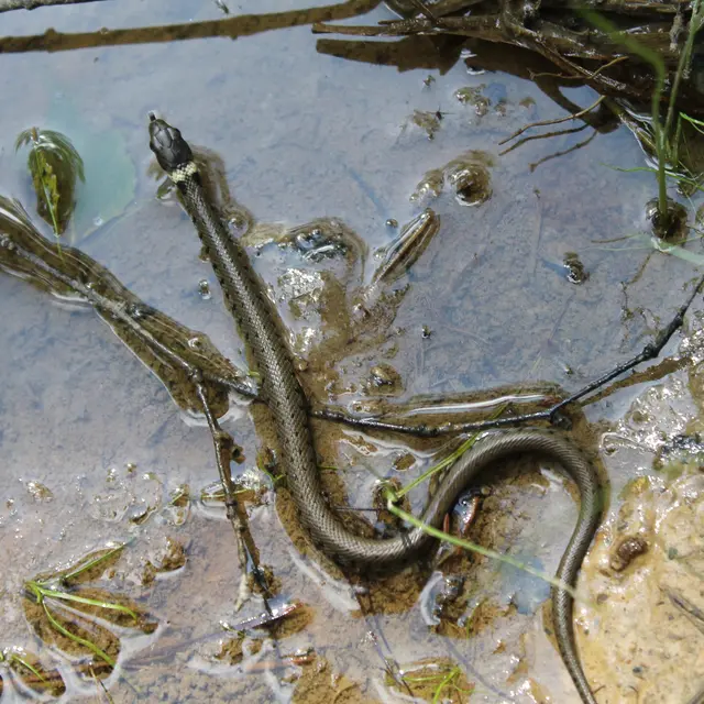 POI 8- Couleuvre à collier (Natrix natrix) - Romain DESCHAMPS (2).JPG