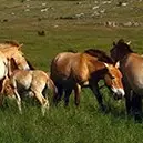Chevaux de Przewalski ©OT Gorges et Cévennes.jpg
