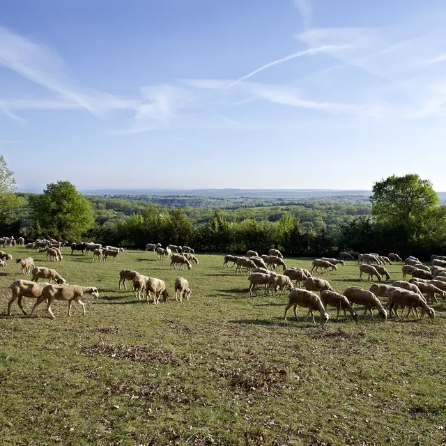 VUE PRINCIPALE_Pelouses sèches©Département du Lot.jpg