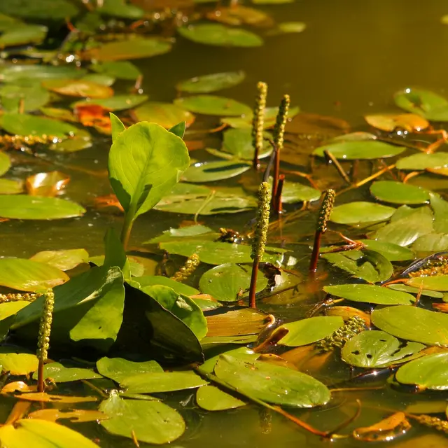 potamots c Houbart Marc.JPG
