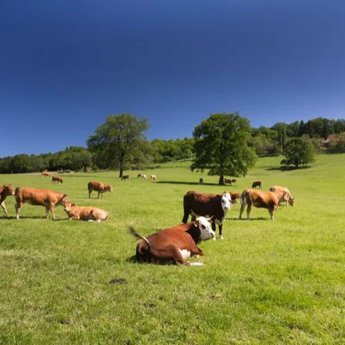 Des vaches heureuses dans leur Ségala - Terrou--© Lot Tourisme C. Novello.jpg