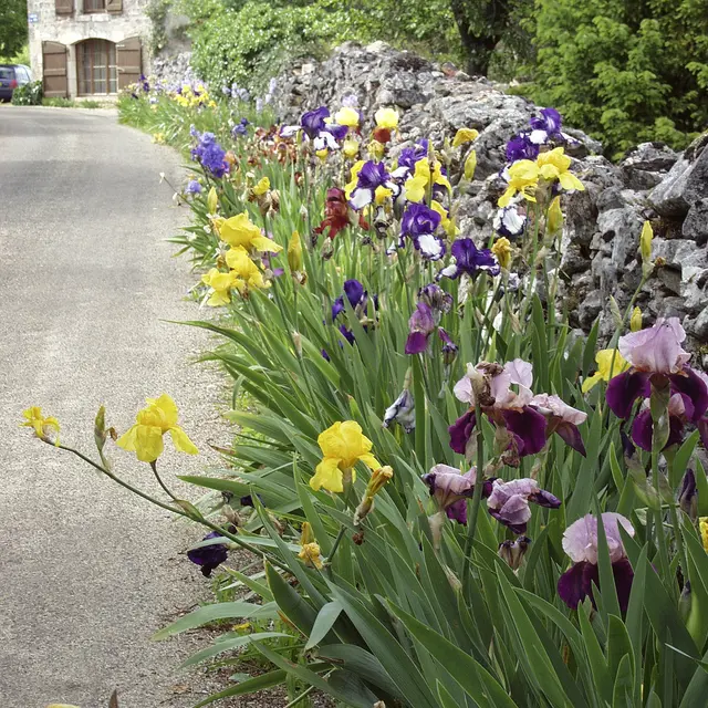 Iris en bordure de route ©N. Hardeveld.jpg