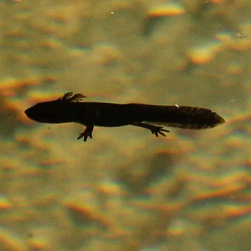 Larve de salamandre (c) Houbart.JPG