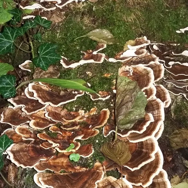 Bois humide20150922_103200.jpg
