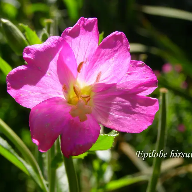 Epilobe hirsute fleur web (c) Houbart marc.JPG