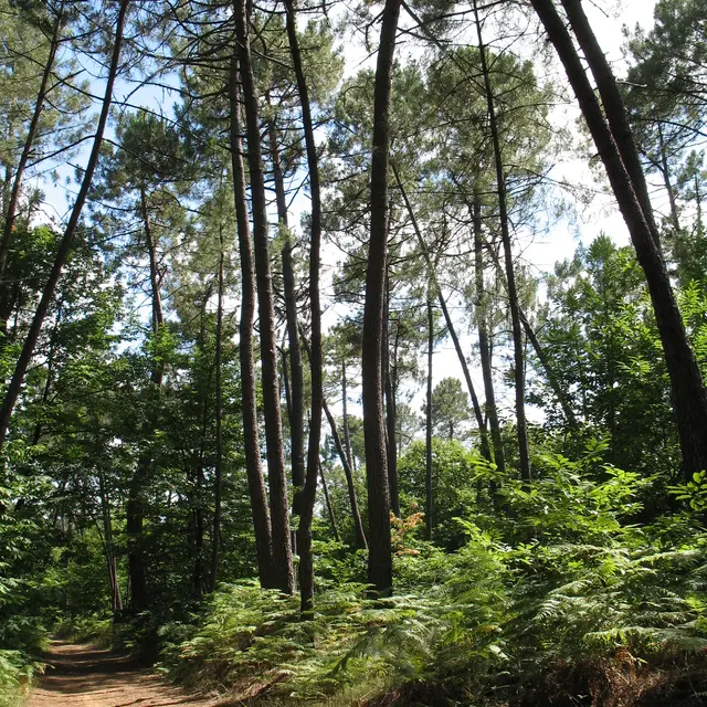 Forêt, boisement de coteau © D.Villate Département du Lot.jpg