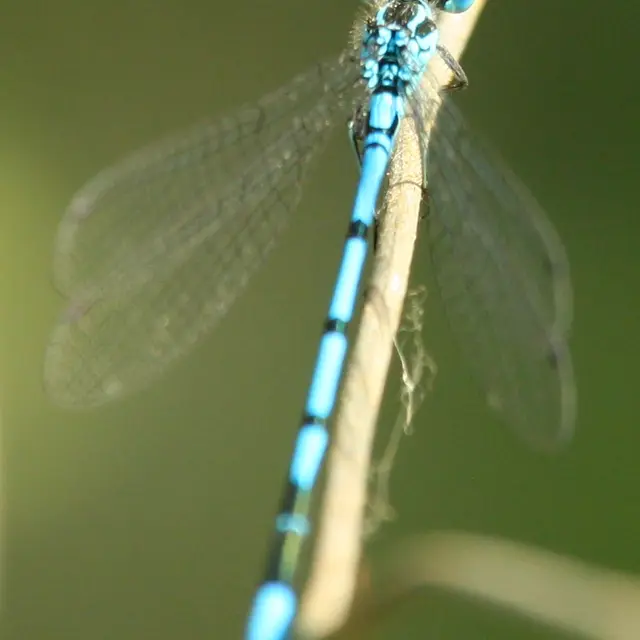 Agrion jouvencelle Prés Brion (c) Houbart.JPG