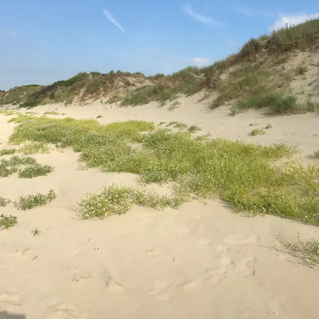220409_Dune Perroquet.jpg
