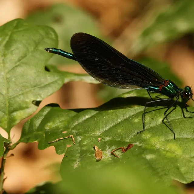 callopteryx vierge prés brion web (c) Houbart.JPG